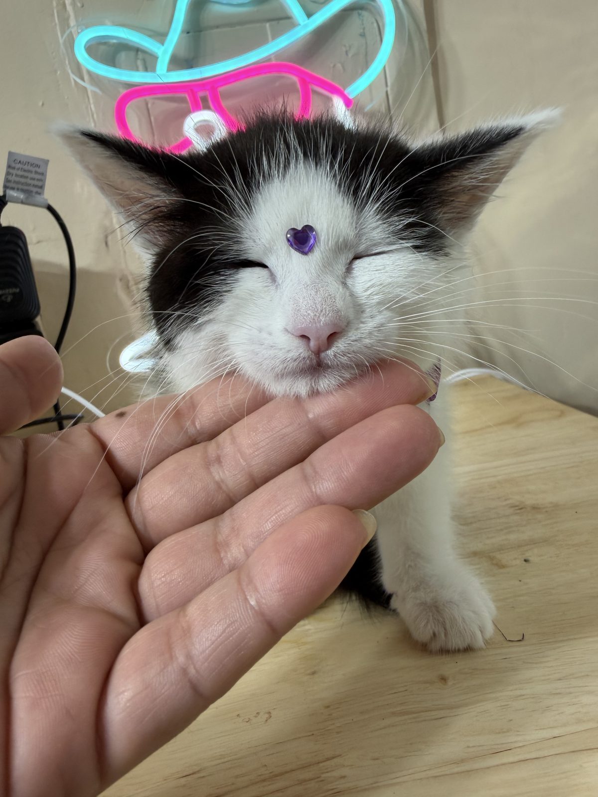 Groomed pet