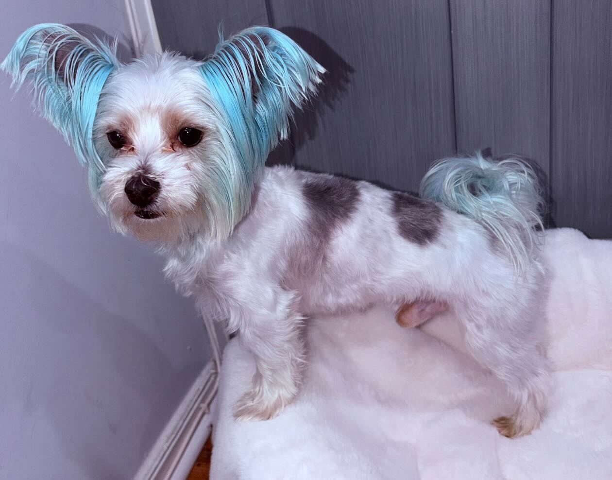 Groomed pet