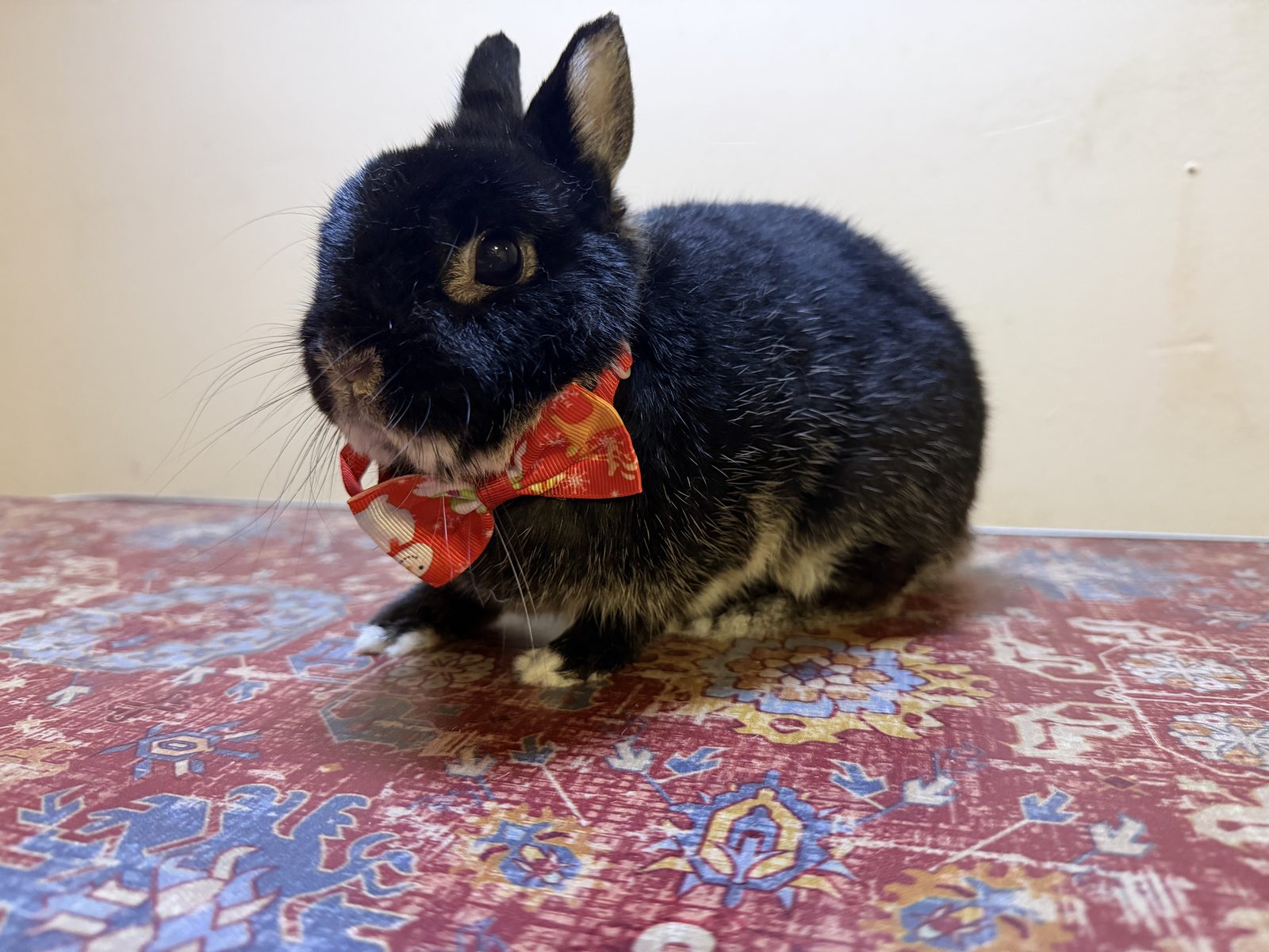 Groomed pet